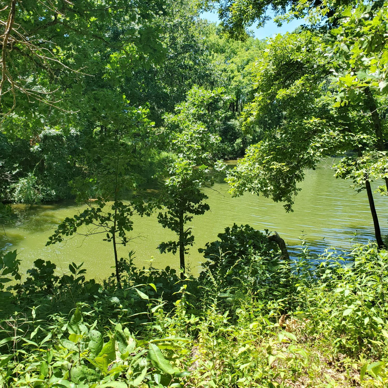 Henry Ellers Shoal Creek Preserve 